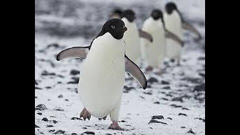 Funny Penguin Videos