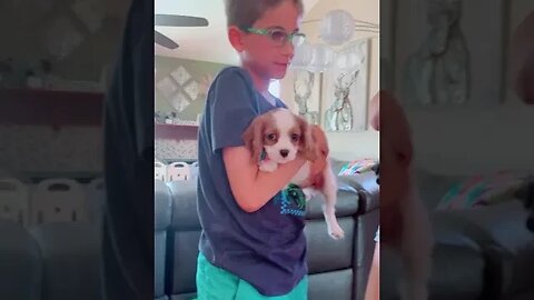 Family Surprises Kids with new Puppy! #puppylife #puppy #doglover #family