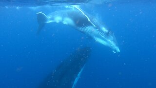 Mother Humpback Whale and her Baby Surface Beside Swimmers in Tonga