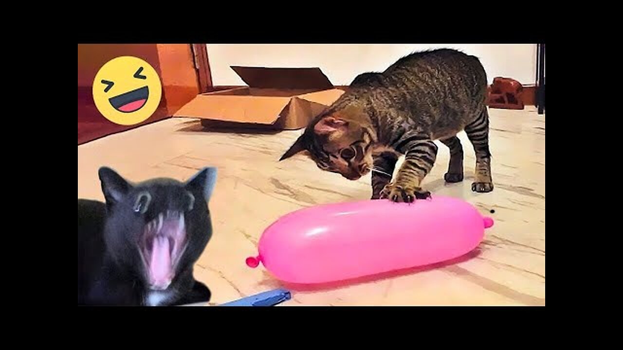 Funny cat videos | Funny animal videos | cats fail moments 2024 | try not to laugh | funny dog video