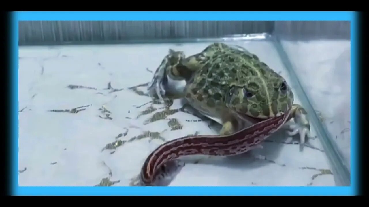 Crazy Ferocious Big Frog Caught On Camera