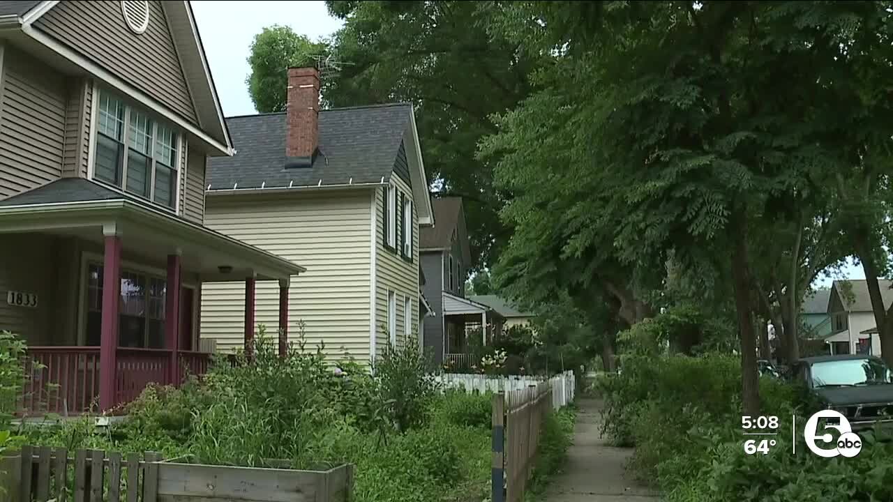 Ohio Beech trees threatened by disease