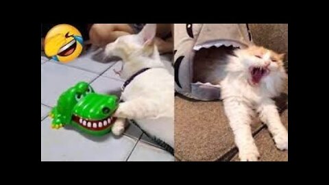 Funny Animal Videos 2022 😂 - Best Dogs And Cats Videos 😺😍