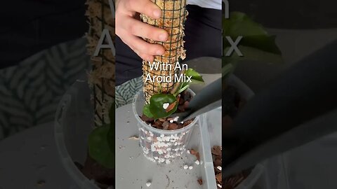 Fun collab with @jaketheplantguy :) you can find Jake on insta & youtube :)