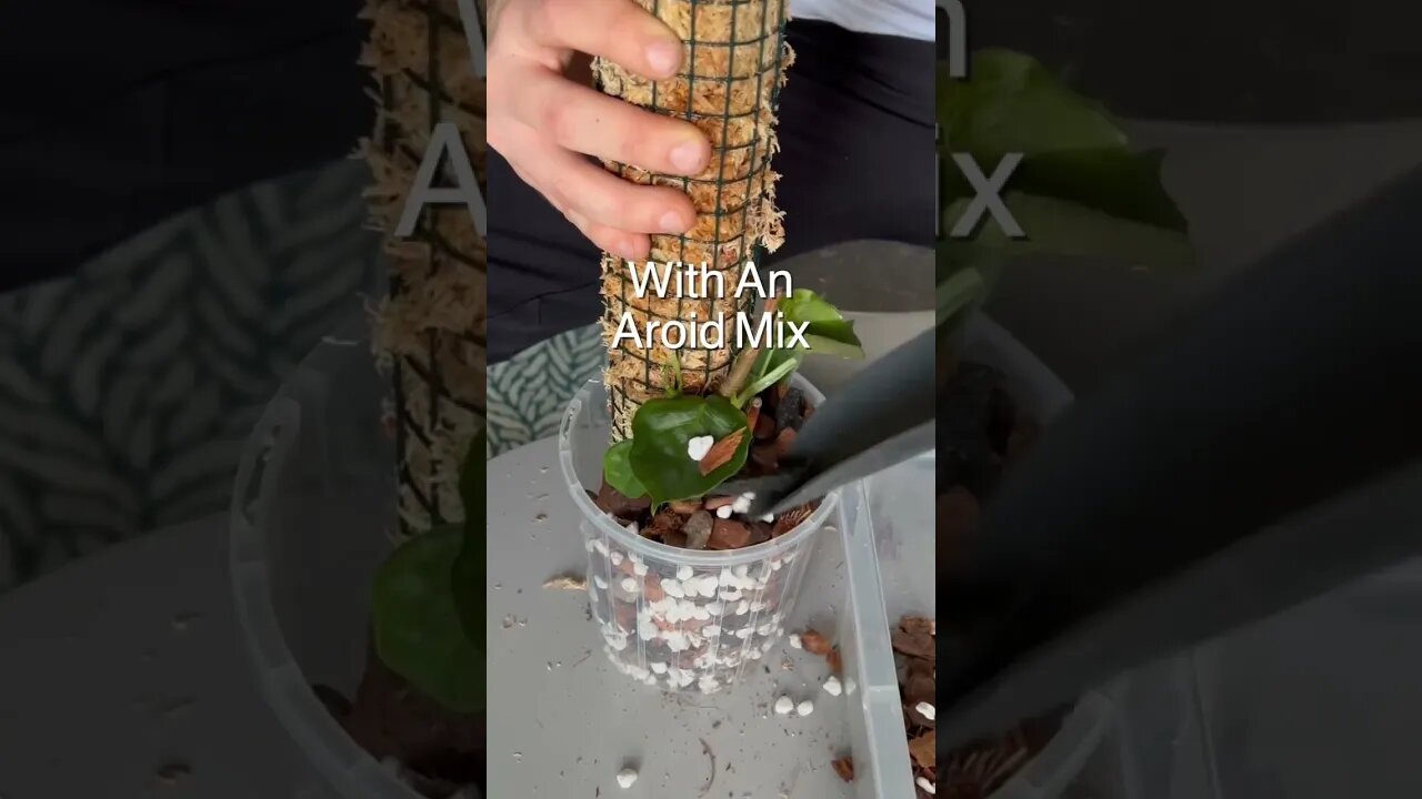 Fun collab with @jaketheplantguy :) you can find Jake on insta & youtube :)