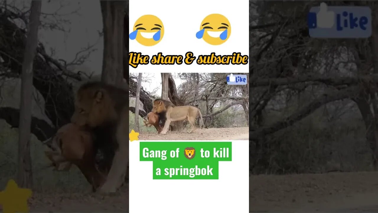 lion gang to kill a springbok • #shorts #youtubeshorts