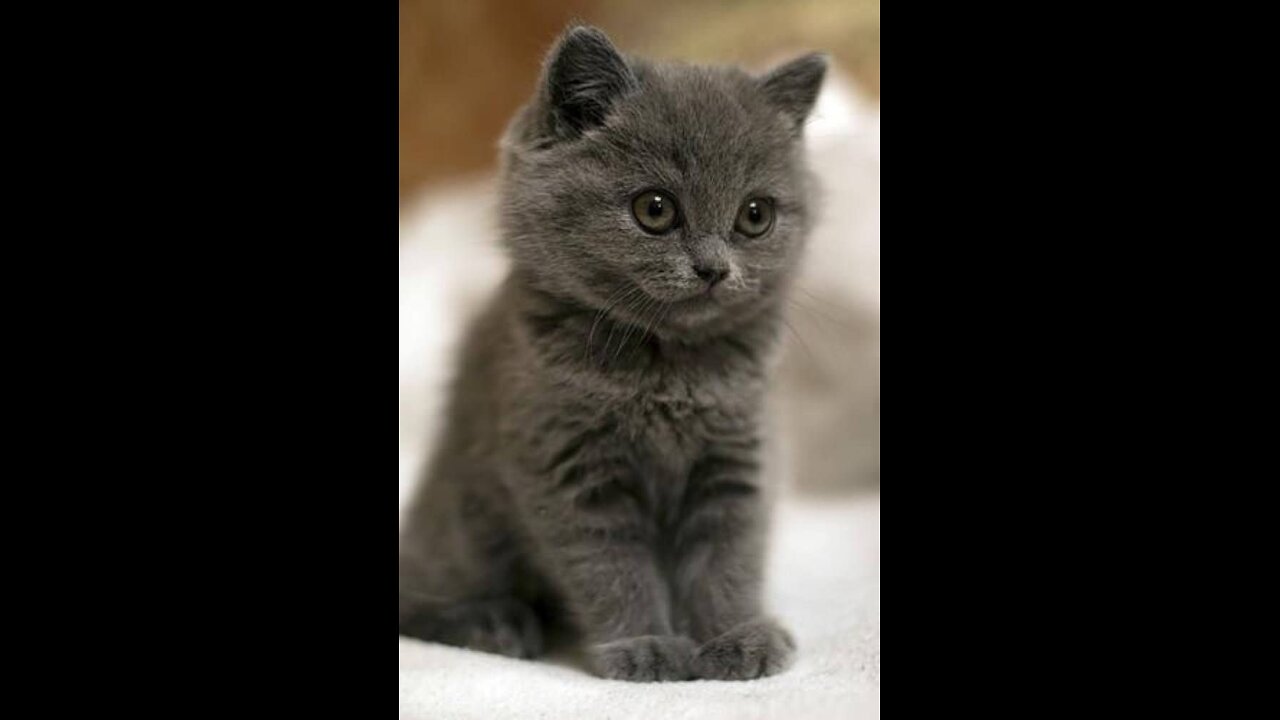 20 Minutes of Adorable Kittens 😍Compilation BEST ba