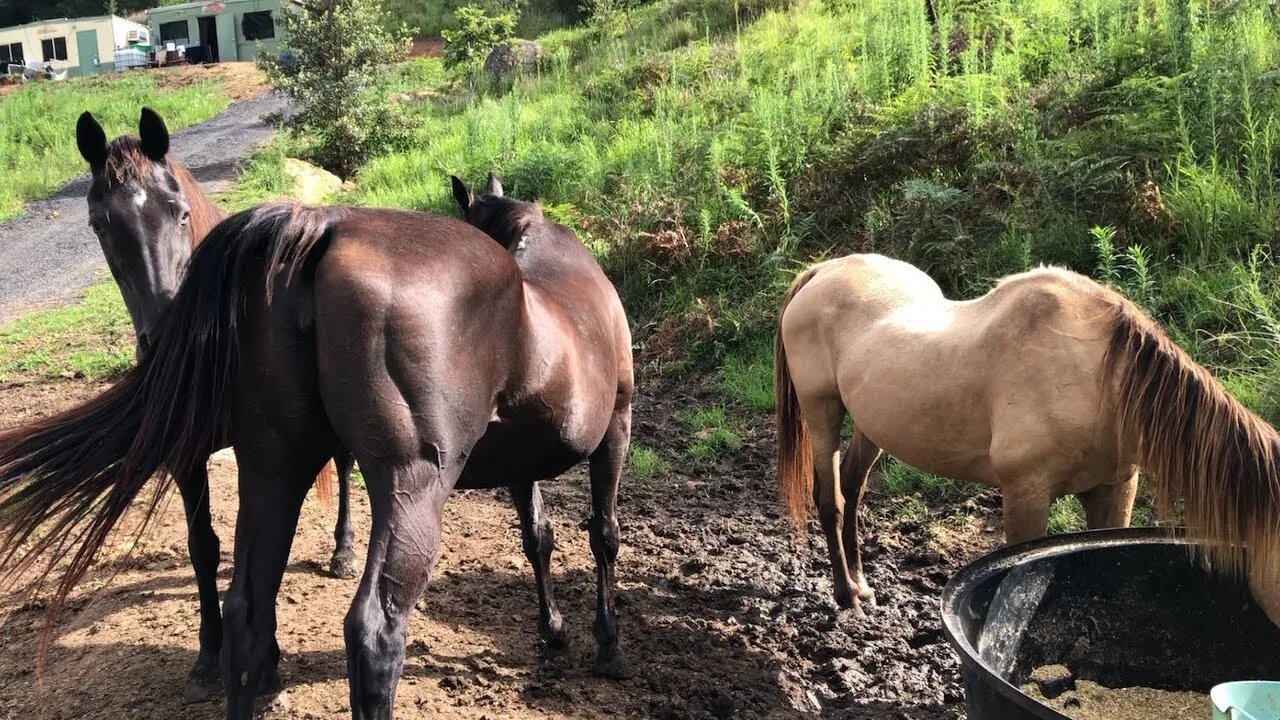 Update of old horses. Worming and starting Arthur's treatment to help him put on weight