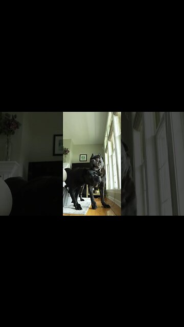 Cane Corso React Simulated Break In