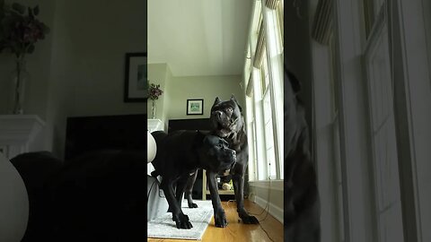 Cane Corso React Simulated Break In
