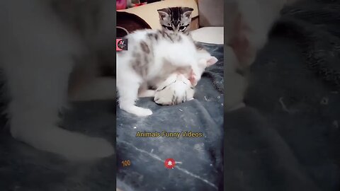 Baby Cats Cute And Funny Cat Compilation Cat fighting Videos Animals Funny Videos #shorts #cat