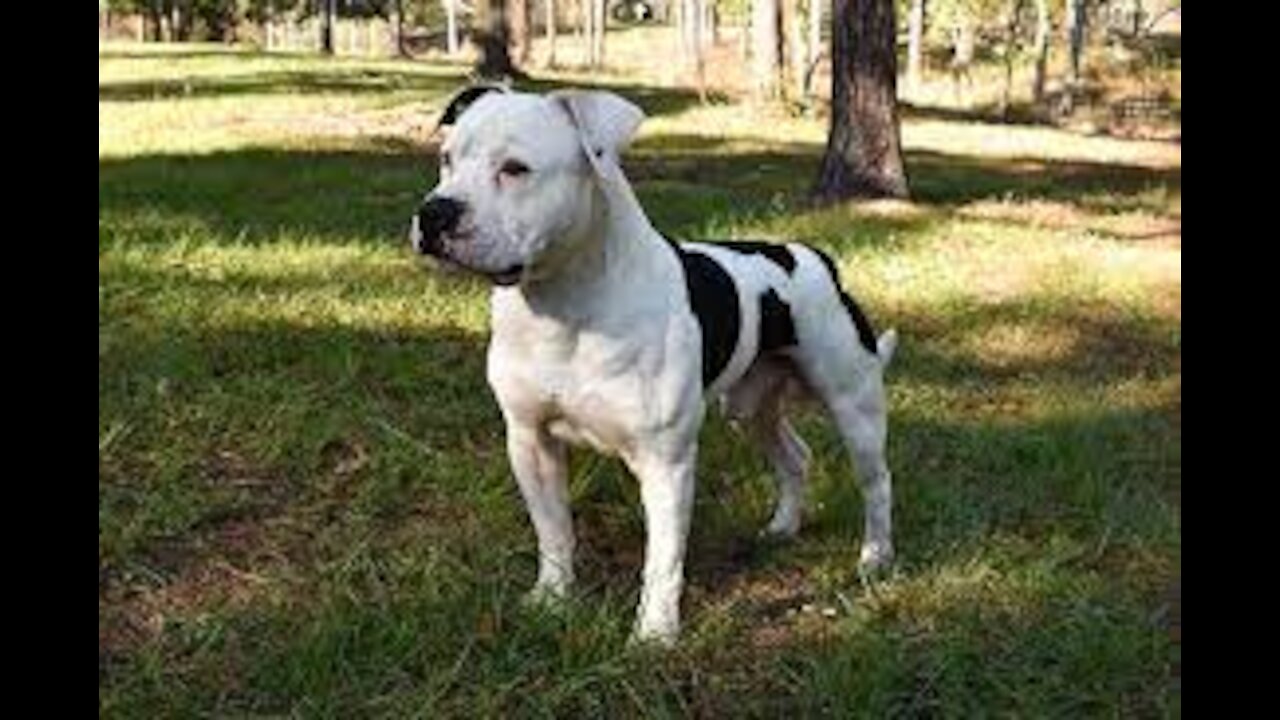 Top 25 Best American Bully Videos Vol.4