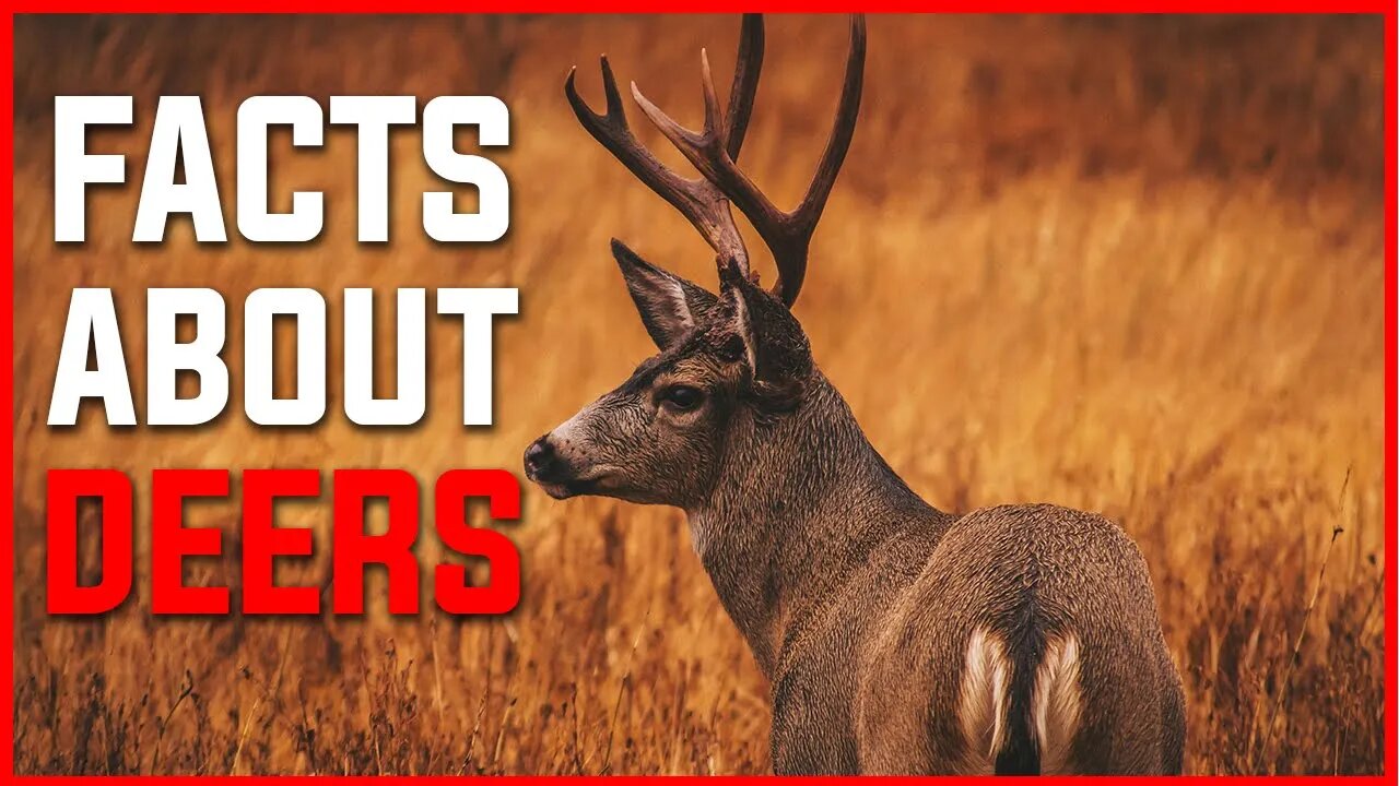 AMAZING FACTS ABOUT THE DEERS | DEERS | WHITETAIL DEERS | ANTLERS OF DEERS | ANIMALS