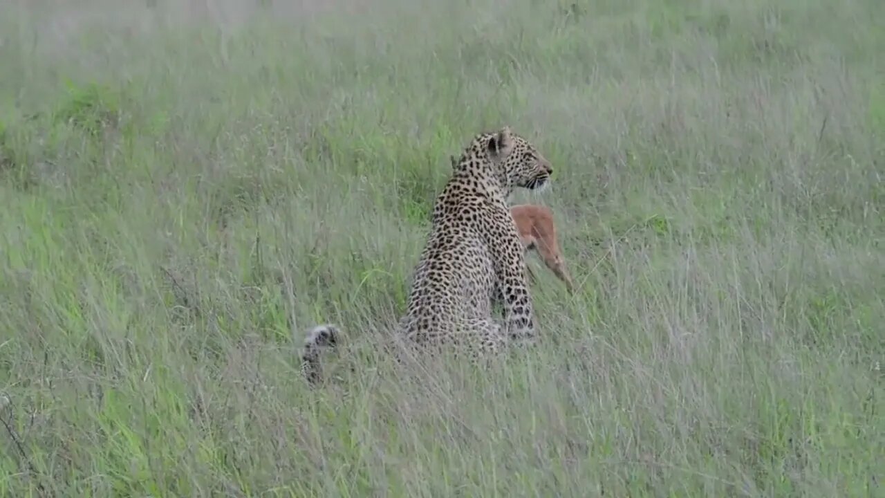 Incredible footage of leopard behaviour during impala kill - Sabi Sand Game Reserve, South Africa-9