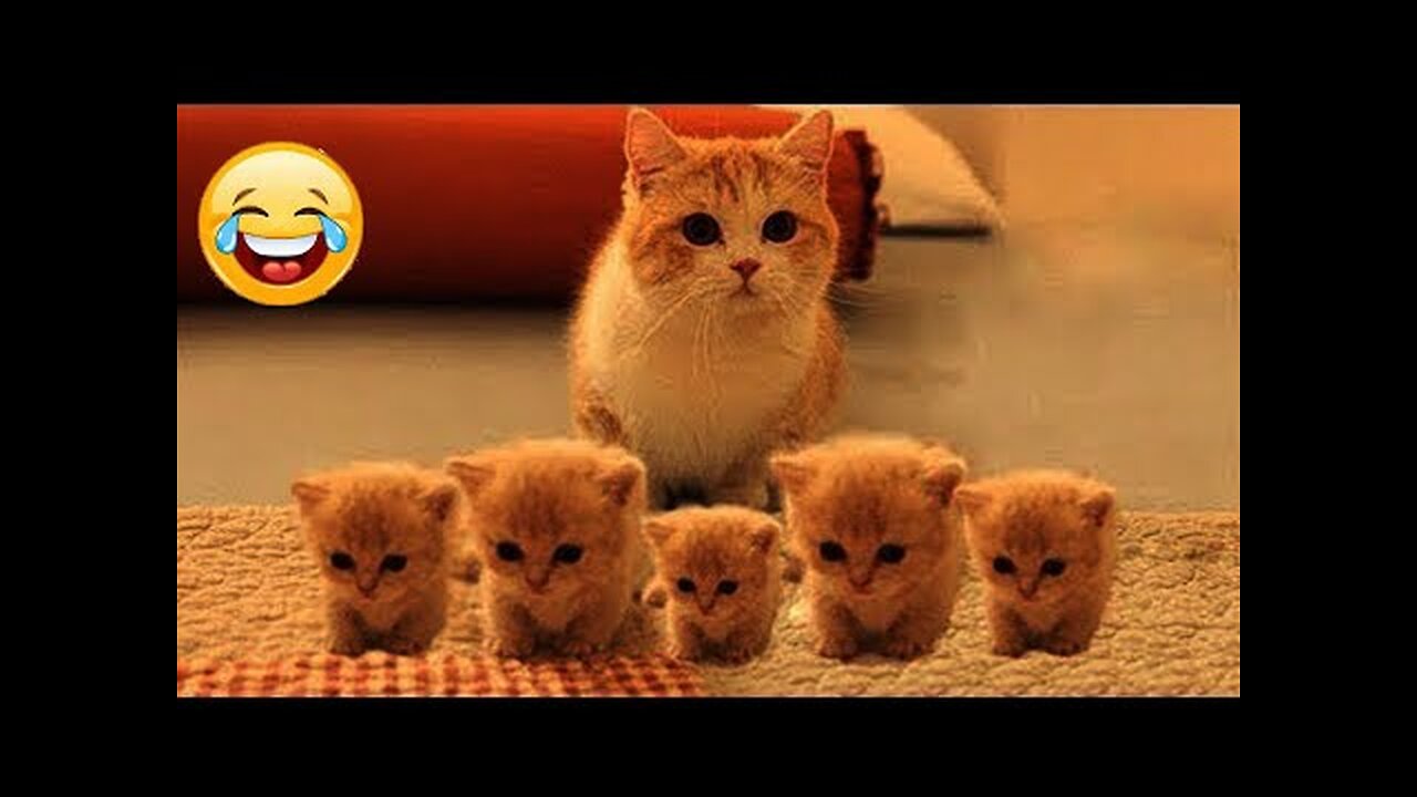 Best Funny Animal Videos Of The 2024 π€£ - Funniest Cats And Dogs Videos πΊπ