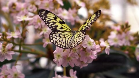Best Butterflies & Relaxing Music Video in HD - Sleep Relax Music