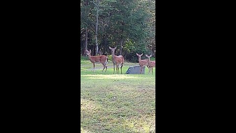 a family of deer