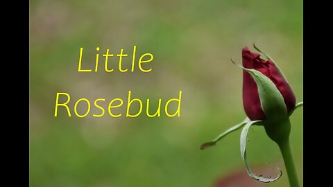 Little Rosebud