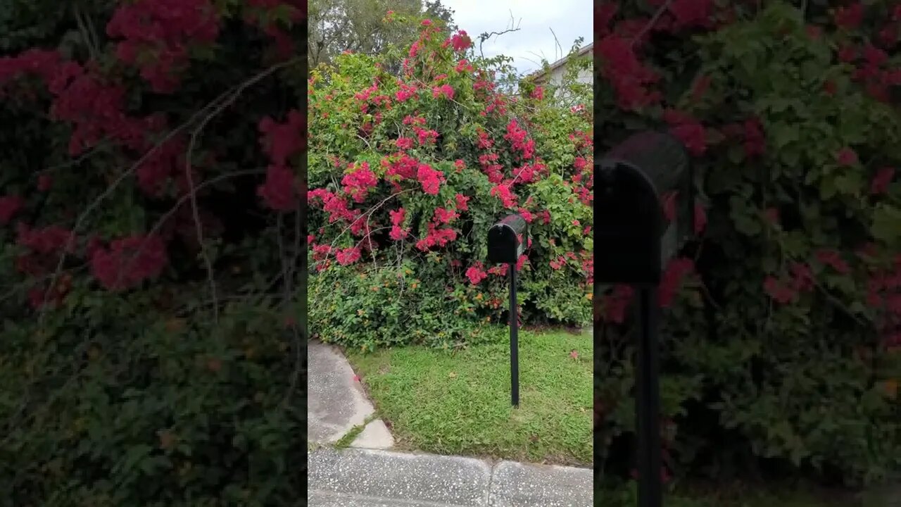 Massive Bougainvillea #shorts #nature #outside #flowers #amos