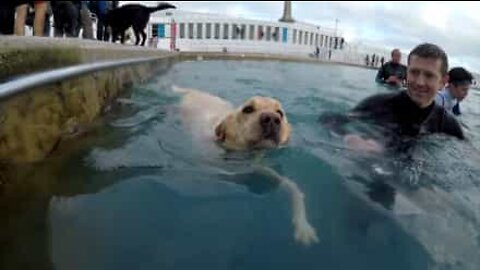 Cães mergulham com os donos em piscina pública na Inglaterra