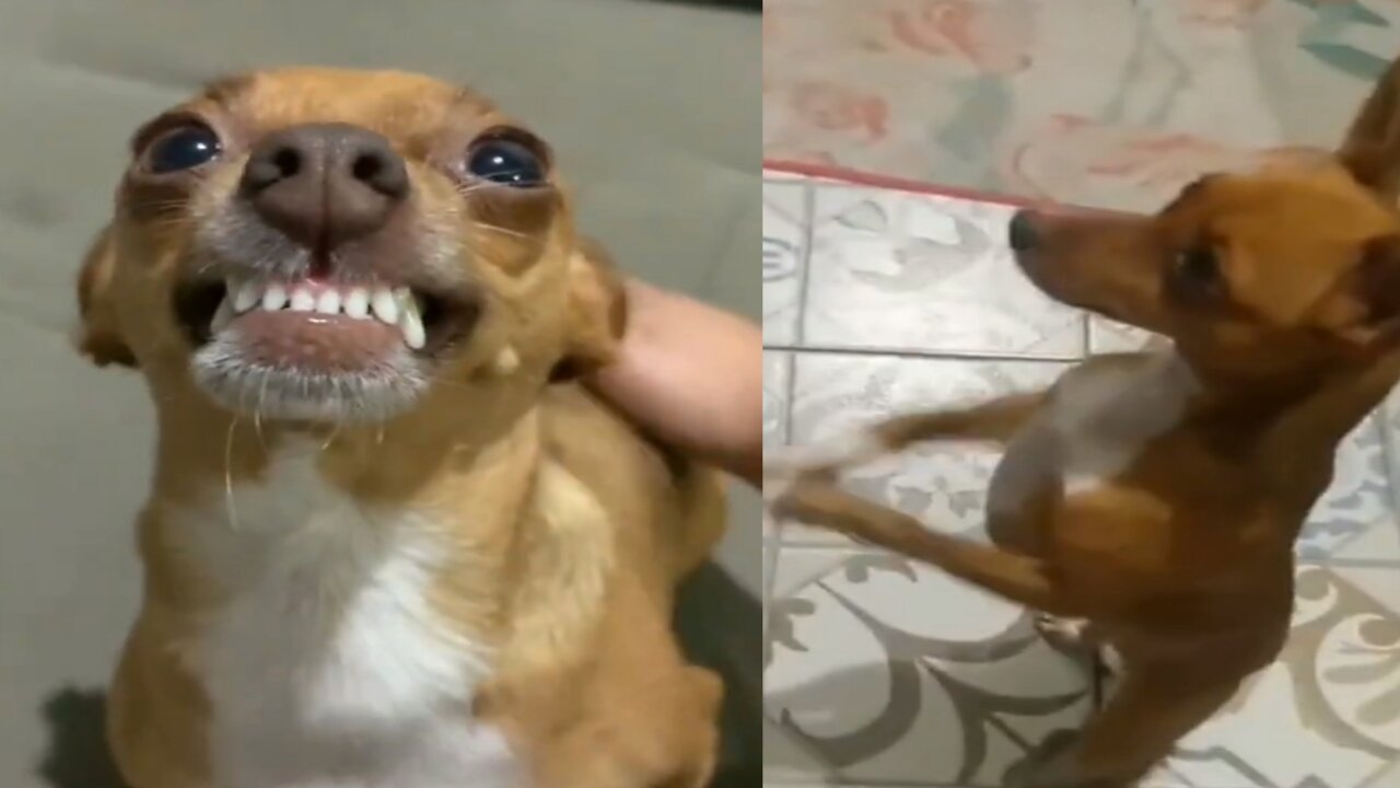 Pinscher meg loves affection even smiling at her mother 2022