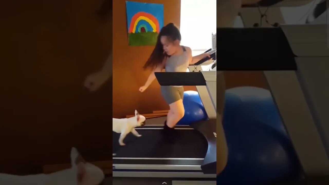 animals funny workout #shorts #animal