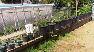 POT Garden June 1