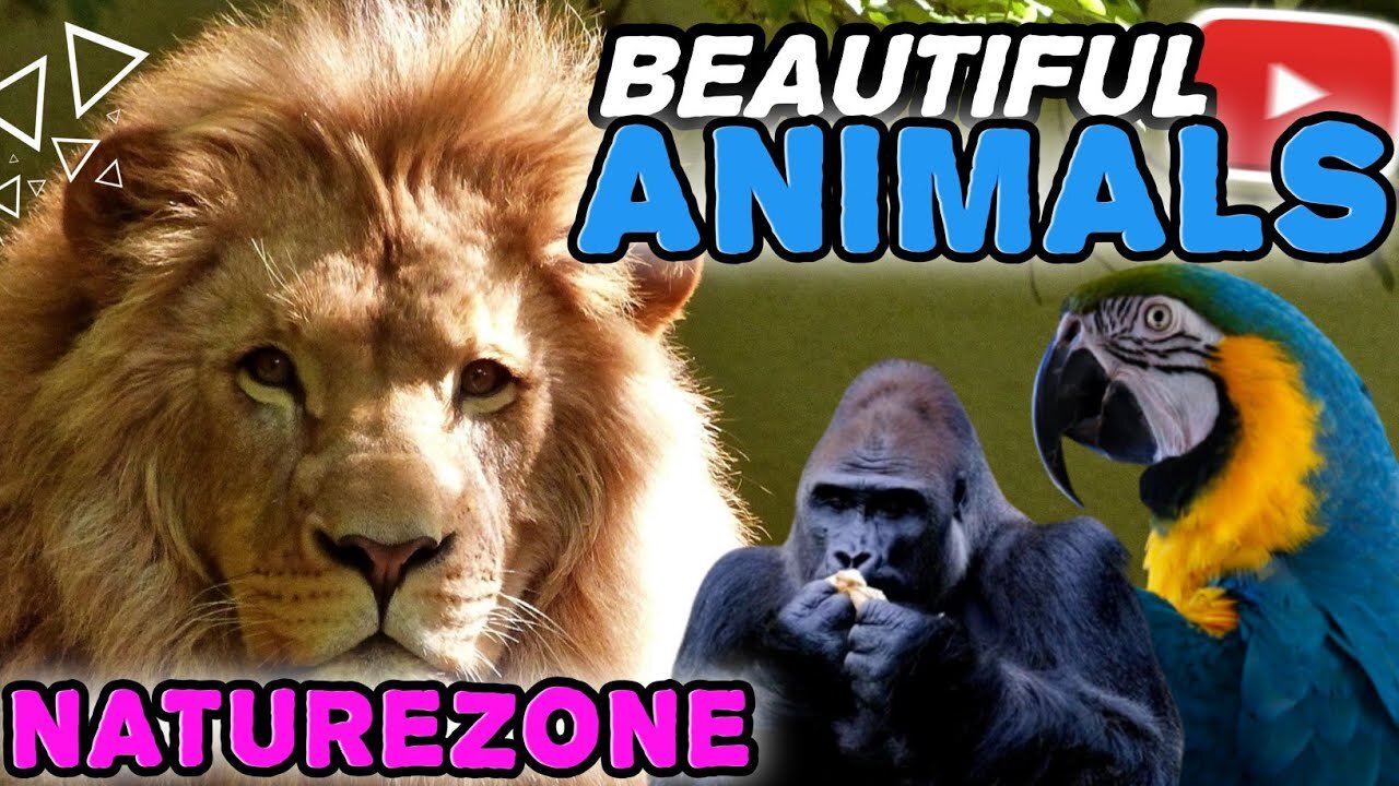 🦁🦅Most beautiful animals🐯