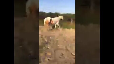 Working with horse