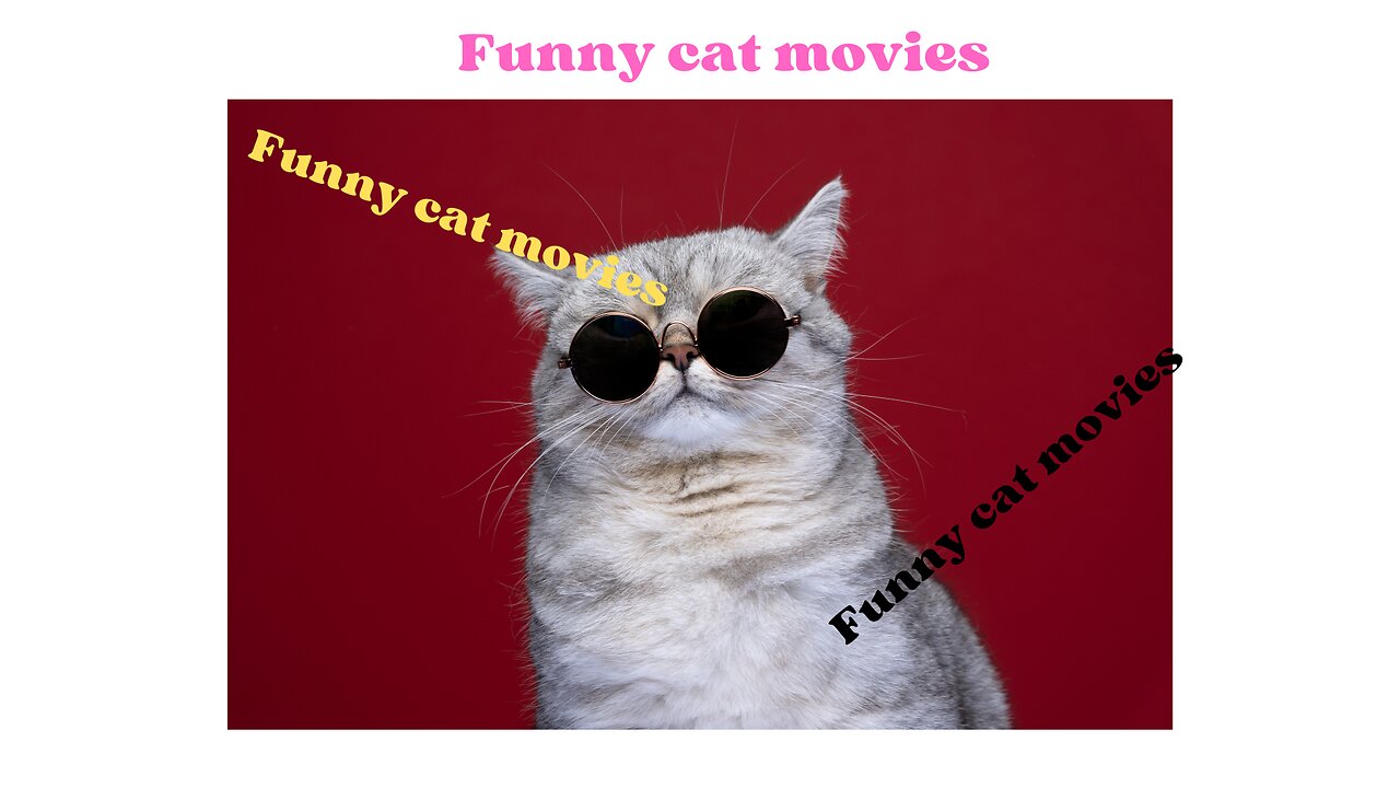 Funny Cats