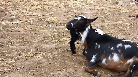 Un chevreau agité sème le chaos