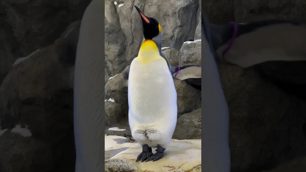 Have You Ever Seen An Inflatable Penguin?! 🐧 #shorts #zoo #penguin #enterthecronic