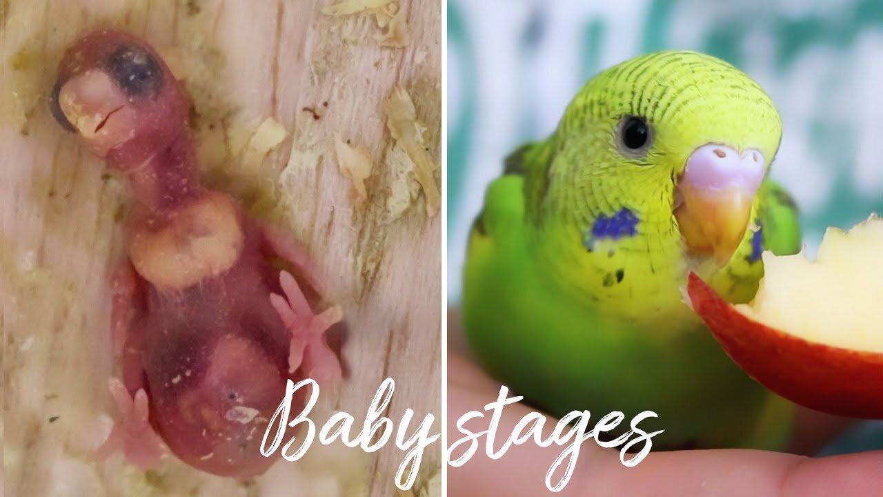 Budgie growth stages From Egg to Adult