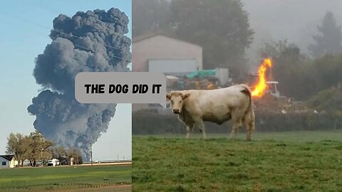 18,000 Cows Estimated Gone in Warehouse Explosion in Texas