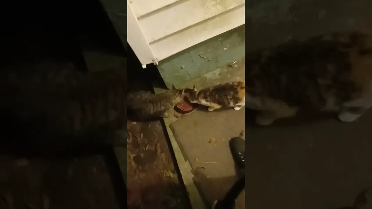 I Finally Got To Pet Little Kittie. That Is, Until She Realized I Was Touching Her. Then She Bolted.