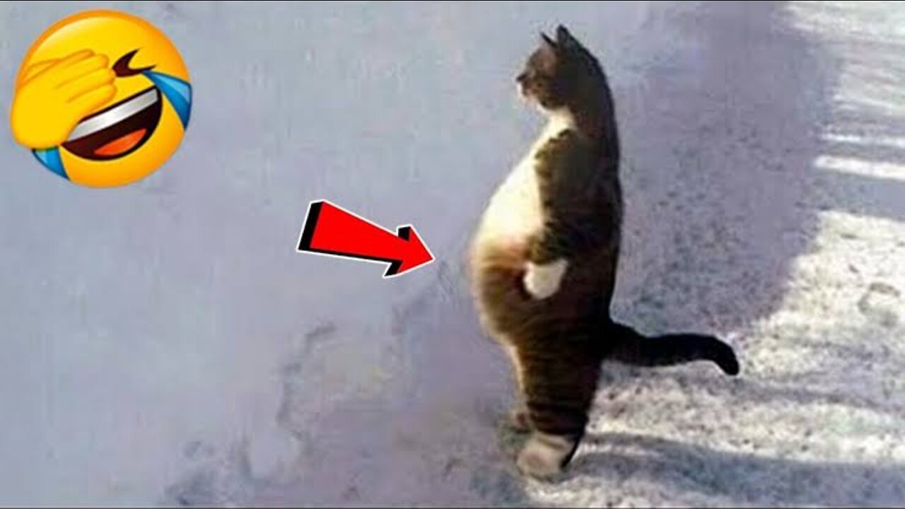 Funniest Cats đš - Don't try to hold back Laughter đ - Funny Cats Life