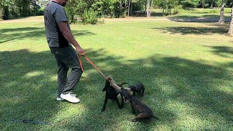 Female pups off Cobalt x Onyx @ 10 wks (born May 31st)