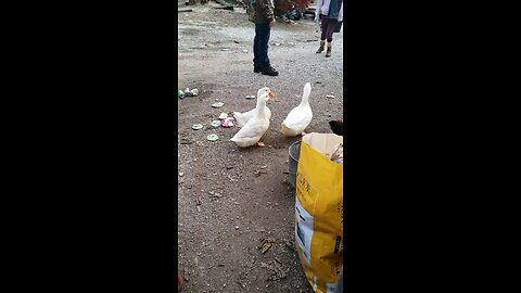 ducks