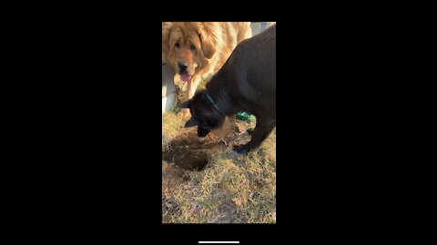 the dogs got water from the lawn mowing system