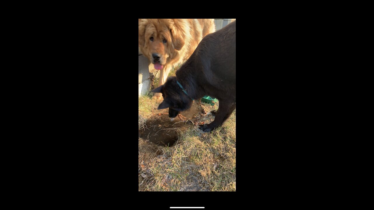 the dogs got water from the lawn mowing system