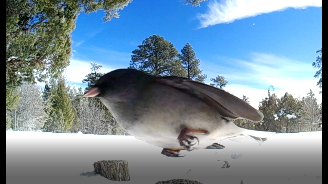 Bird in Camera! Birds in Snow!