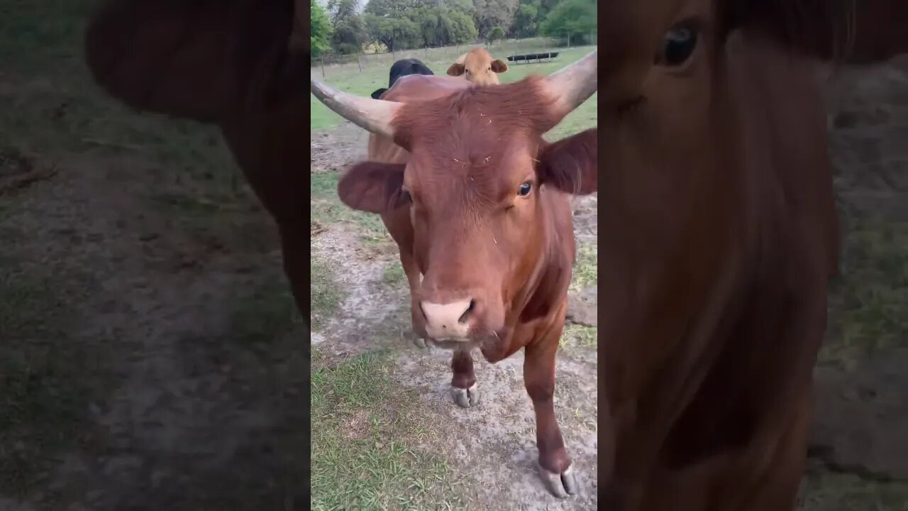 Darling cow, always checking out my cologne 😂😂😂! #cattle #cattlefarm #cow #cowvideos #ranching