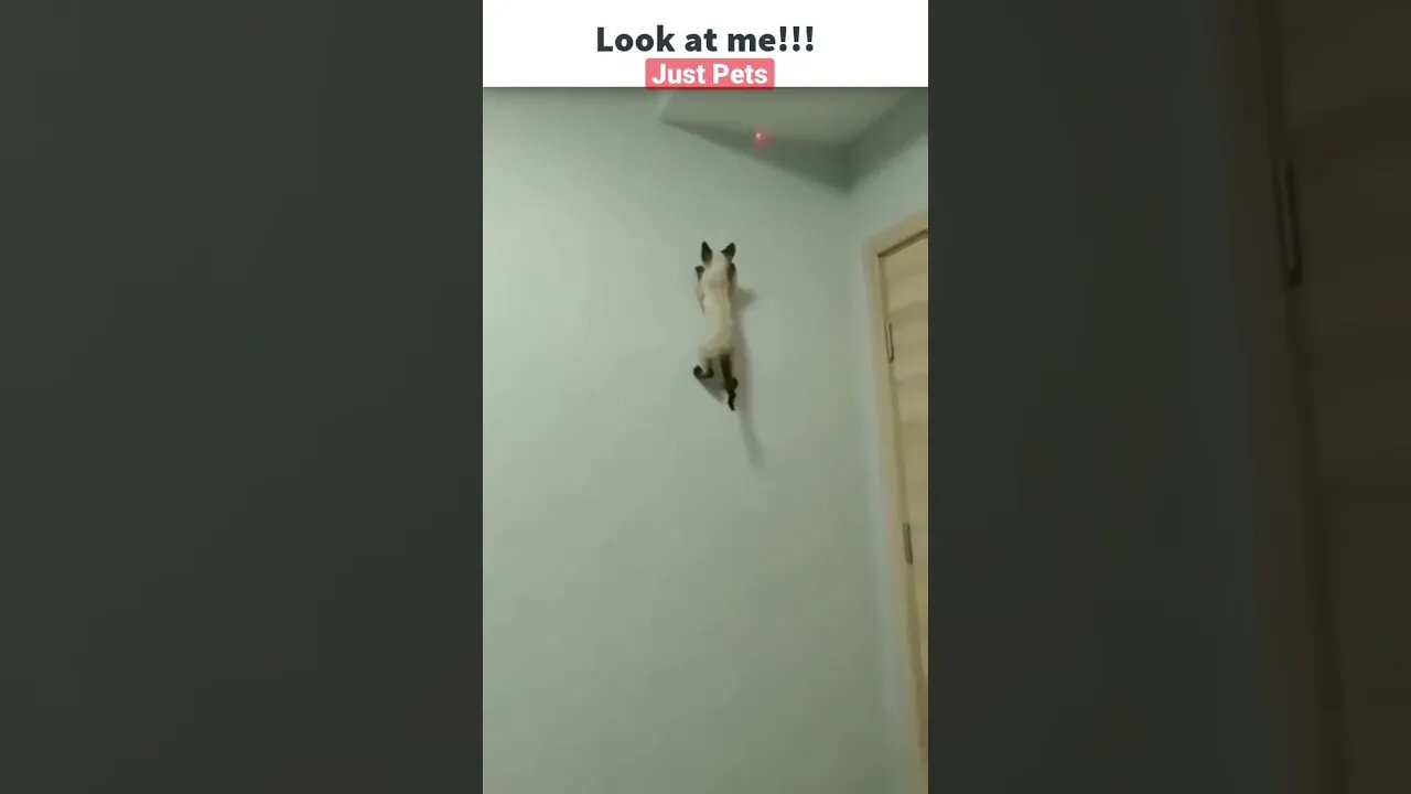 Spider 🕷 Cat 🐱 so Funny 🤣