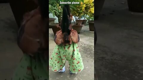 Chicken pet @ @everyone #everyone