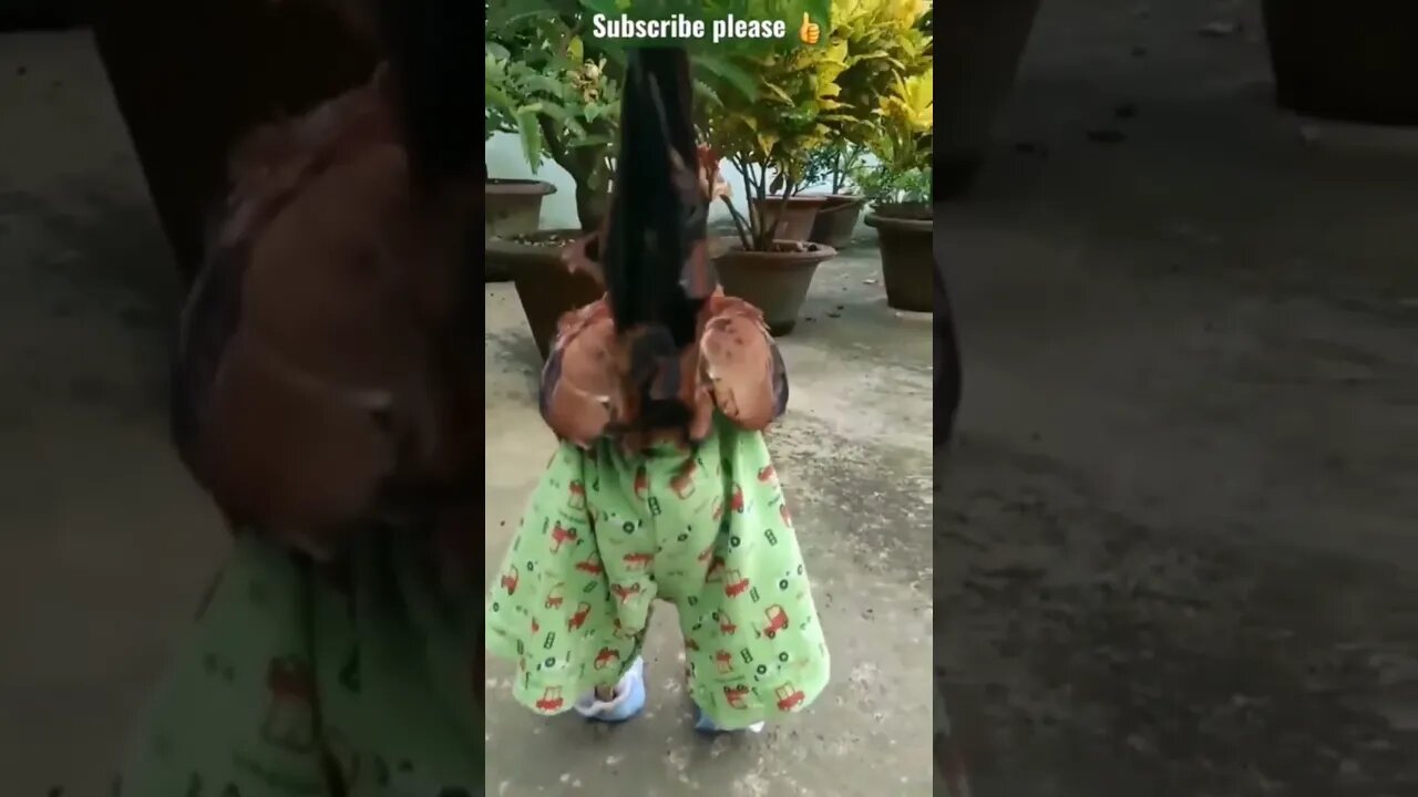 Chicken pet @ @everyone #everyone