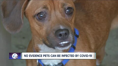 No evidence pets can be infected by COVID-19