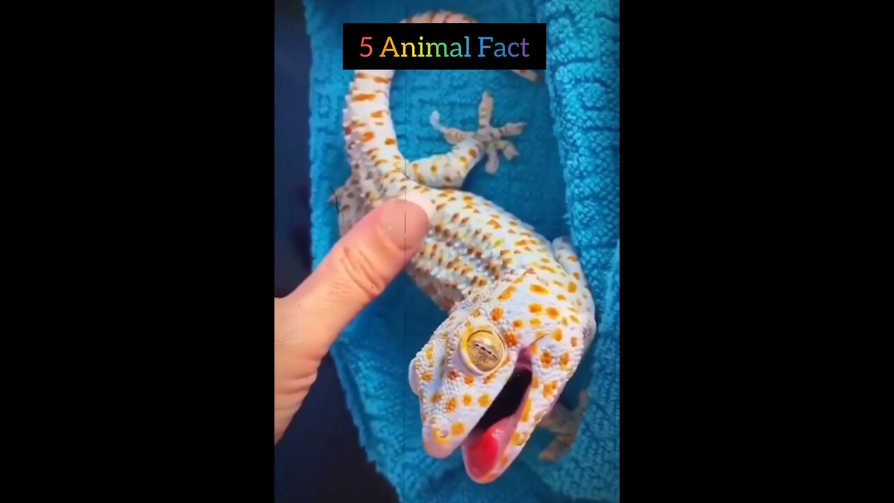 5 New Animals Fact