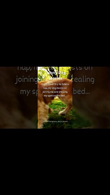 Hilarious Dog Moments: Laughter Guaranteed! 18