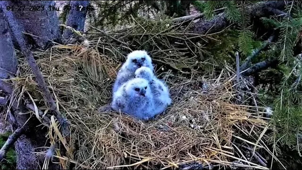 Three Adorable Fluffballs 🐥🐥🐥 04/28/23 20:34