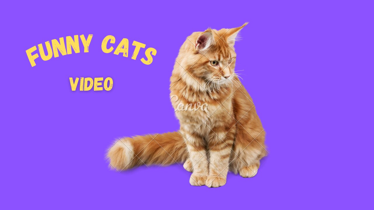 Funny cats video # 17